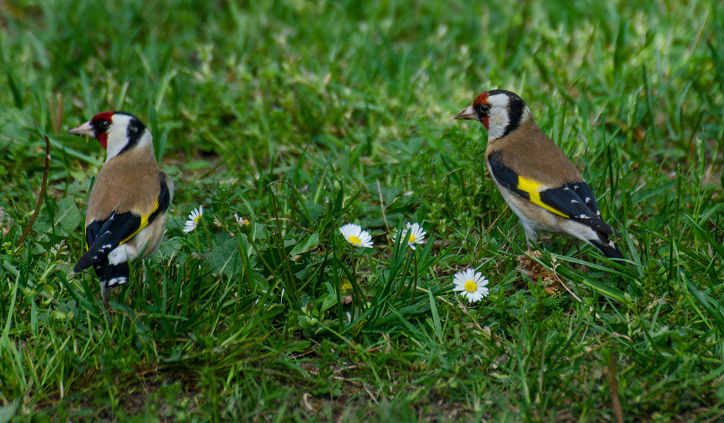 Stieglitz Helmut S Fotoseite