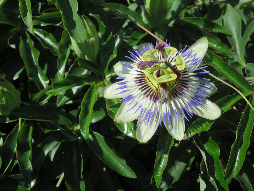 Passiflora caerulea