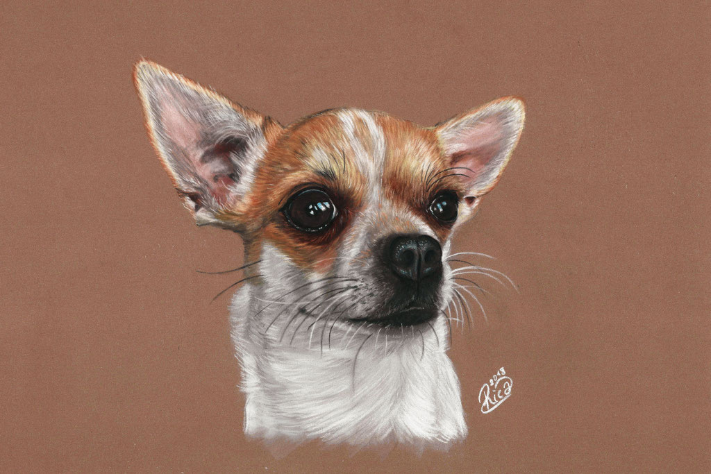 Chihuahua Drawing