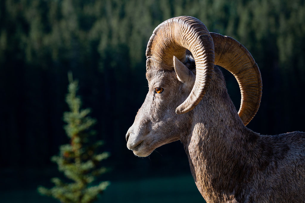 picture of a mountain ibex