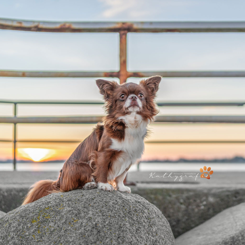 Tierfotograf Lübeck – Hunde Outdoor Shooting