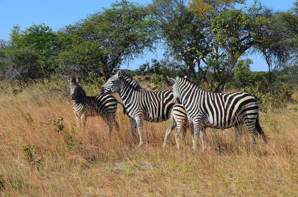 Zebras in Simbabwe