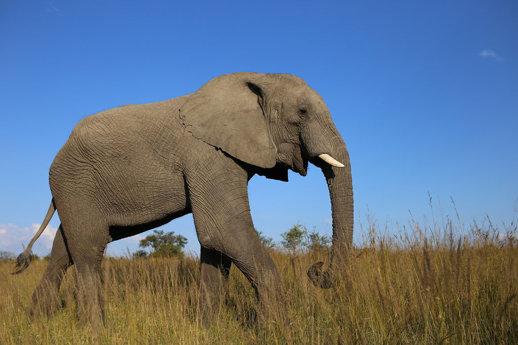 Elefant in Simbabwe