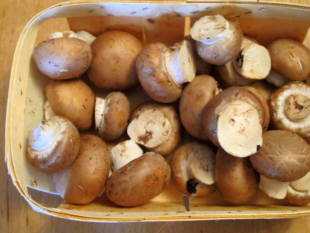 braune bio Champignons 