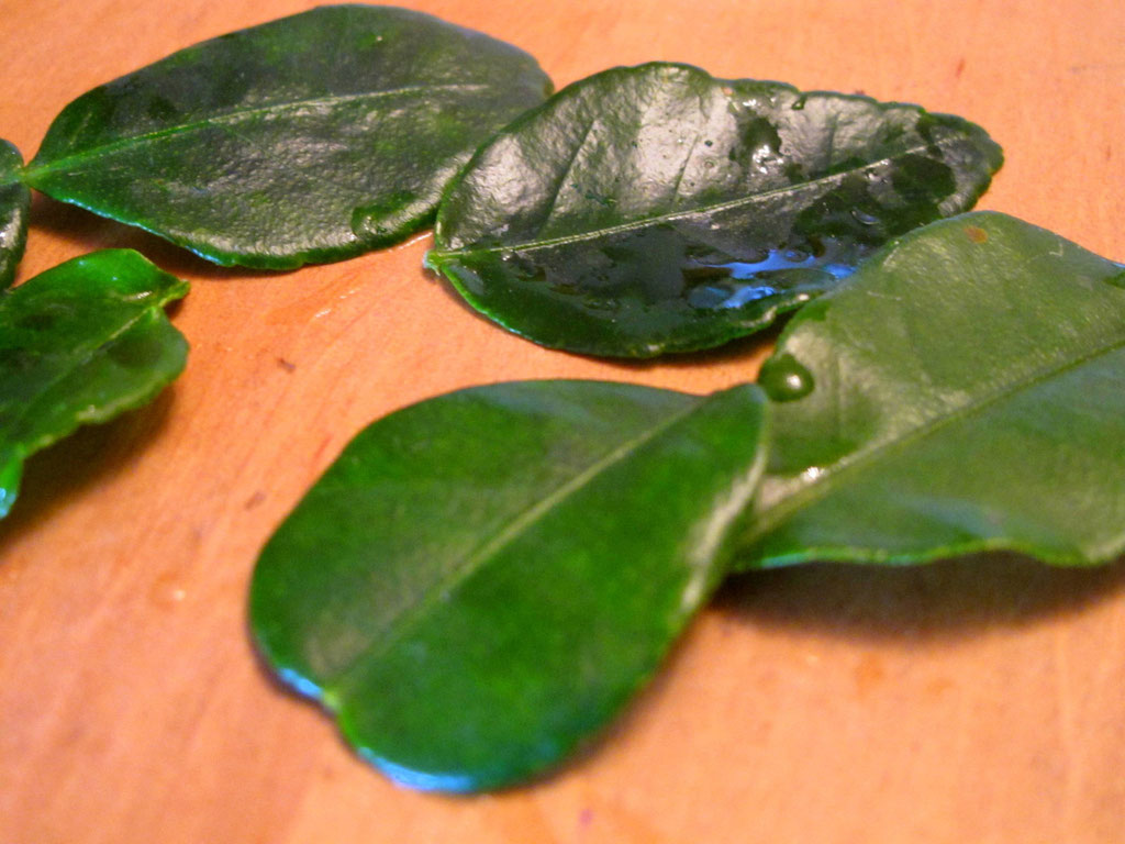frische Limettenblätter