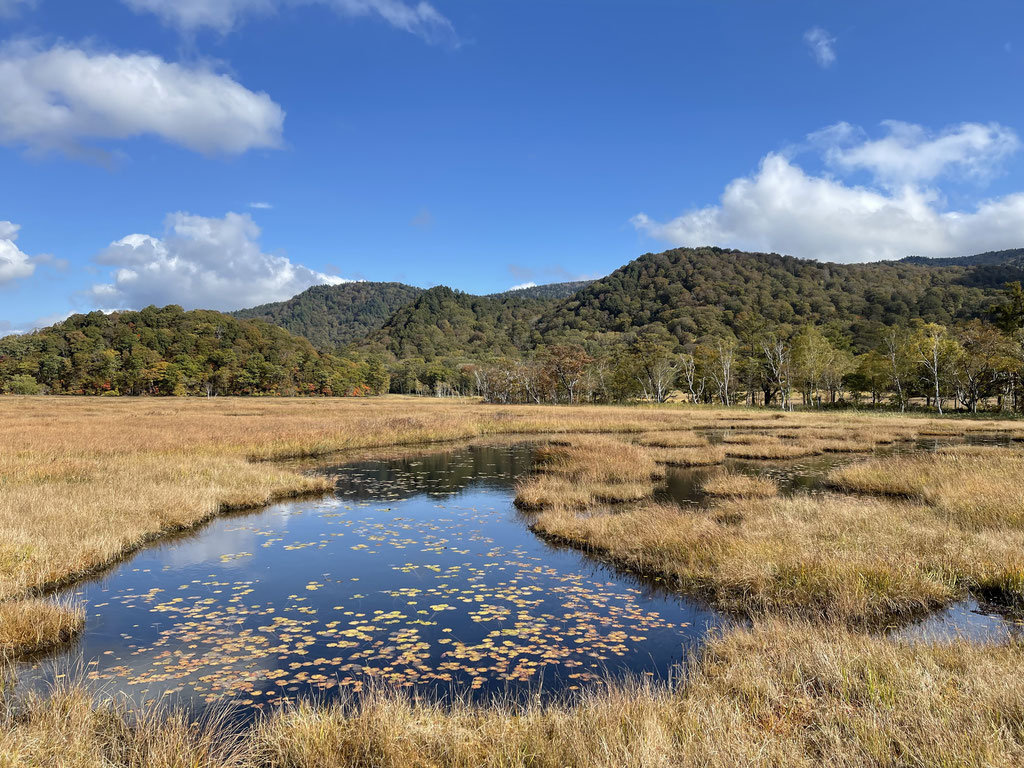 池塘の羊草の紅葉