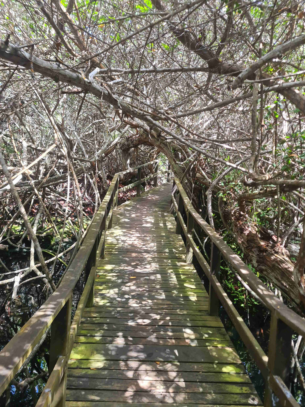 Weg durch Mangroven zum Schnorcheln bei Concha de Perla