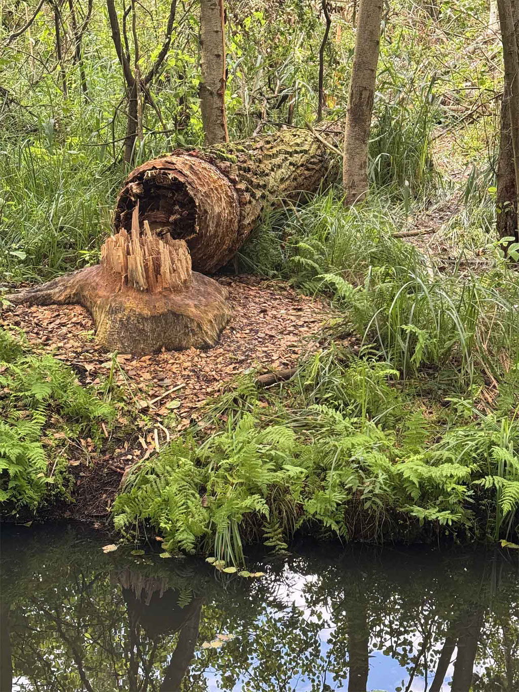 Spreewald