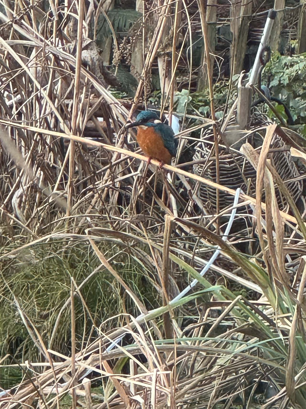 Eisvogel im Garten