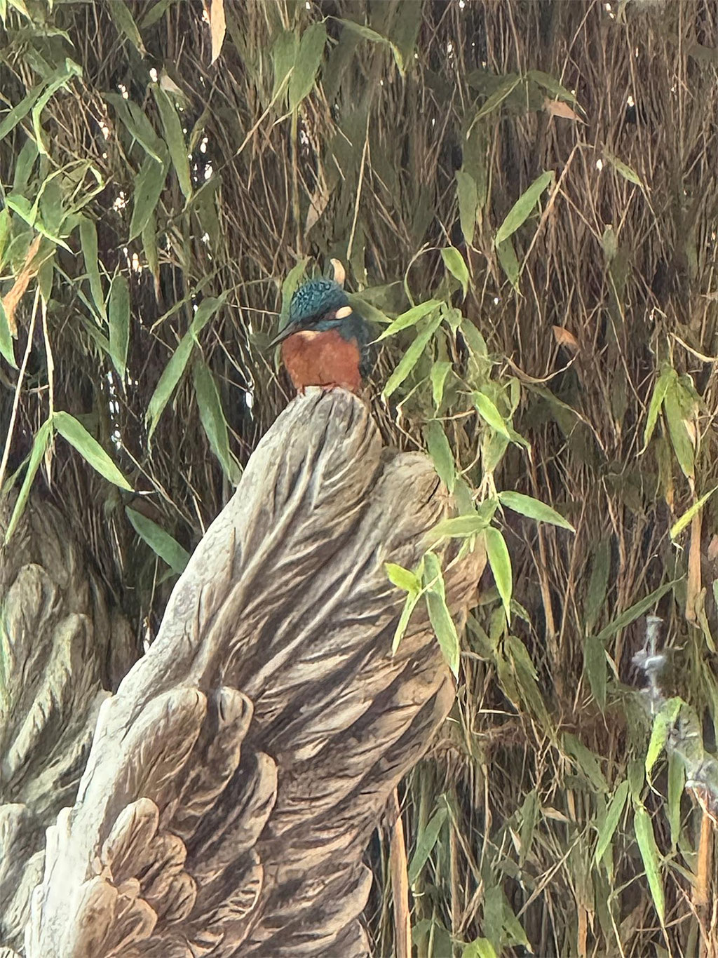 Eisvogel im Garten