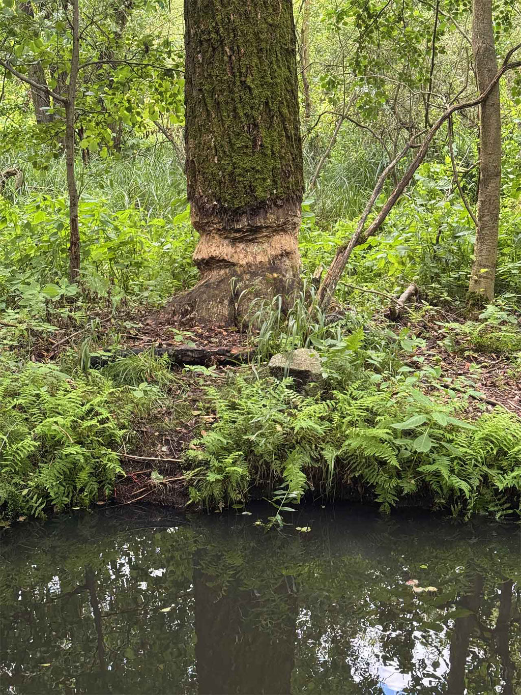Spreewald
