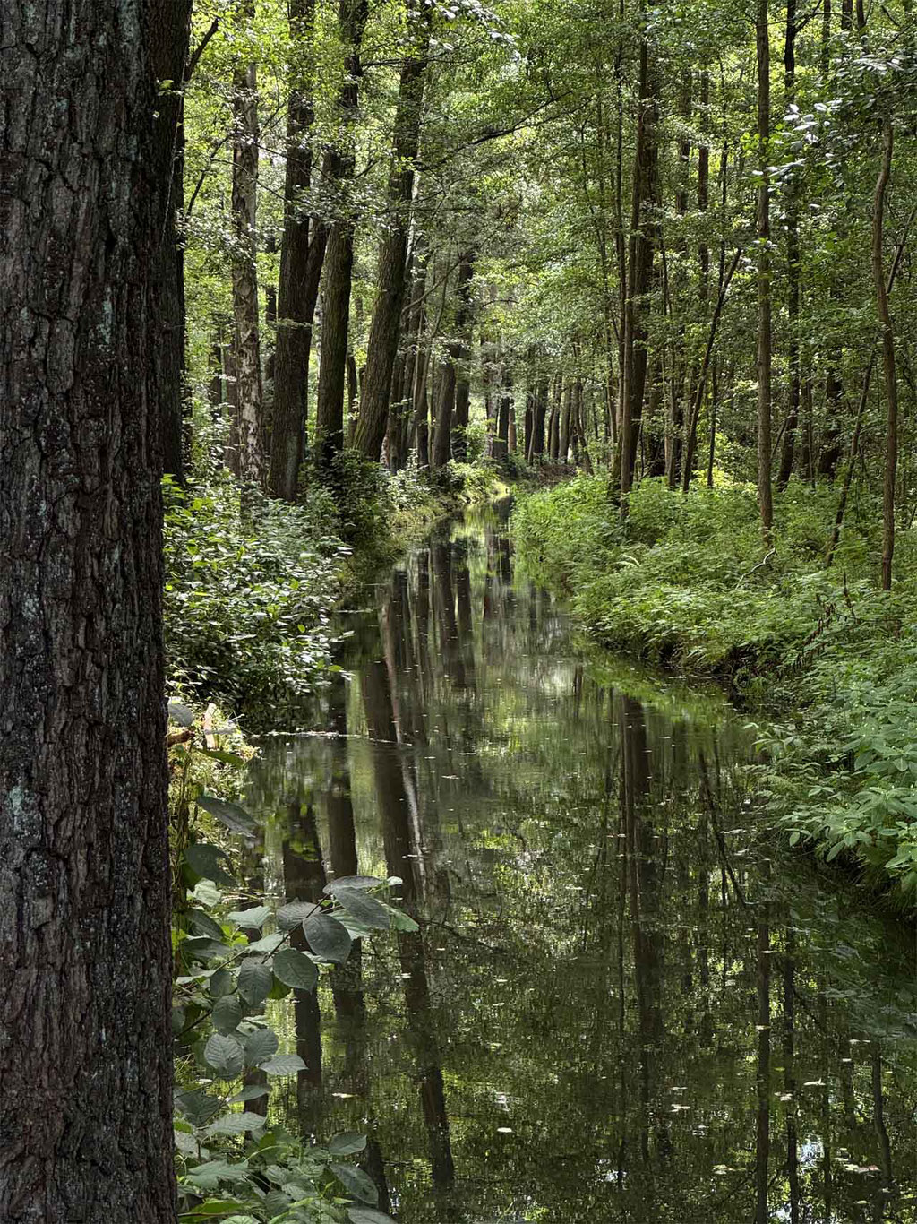 Spreewald