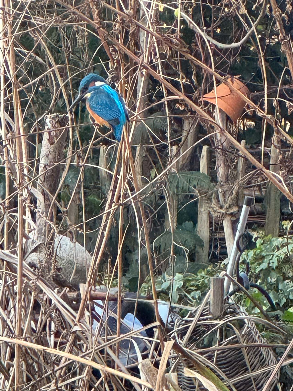 Eisvogel im Garten