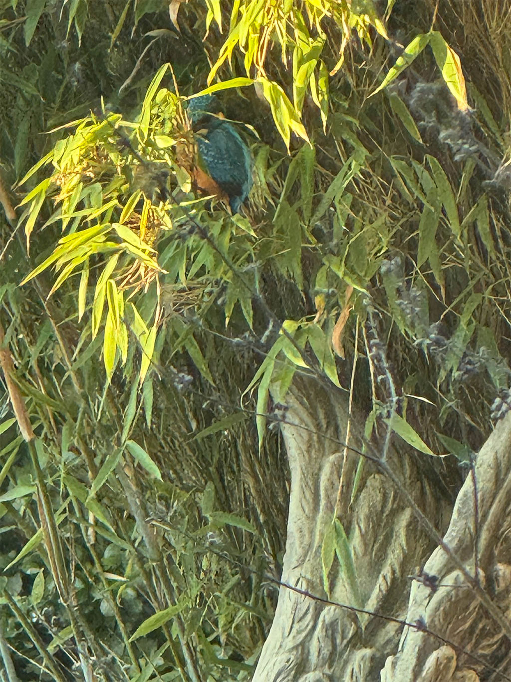 Eisvogel im Garten
