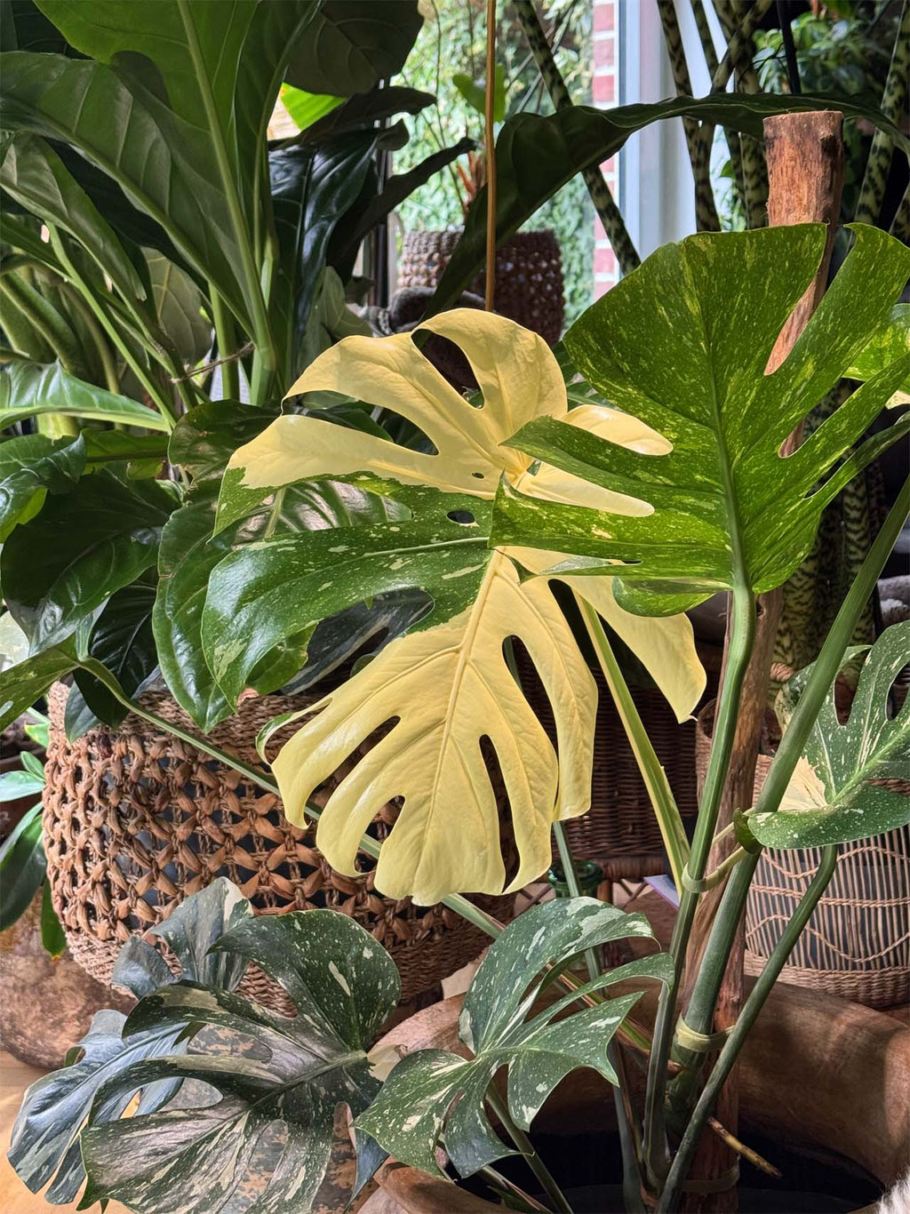 Monstera Thai Constellation