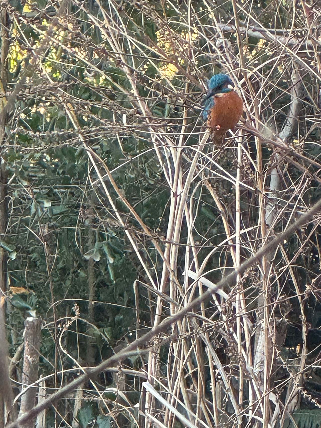 Eisvogel im Garten