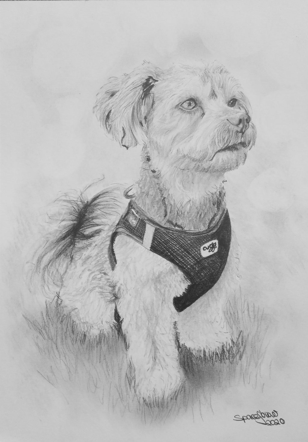 A4 Hundeportrait