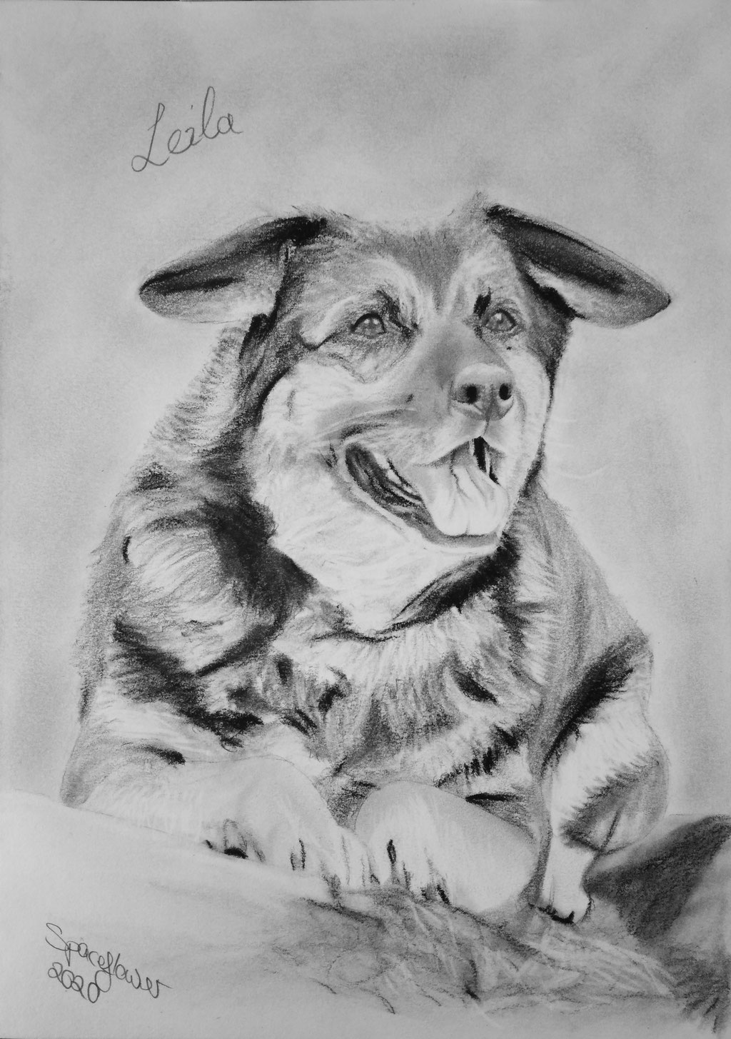 A4 Hundeportrait Kohle/Bleistift