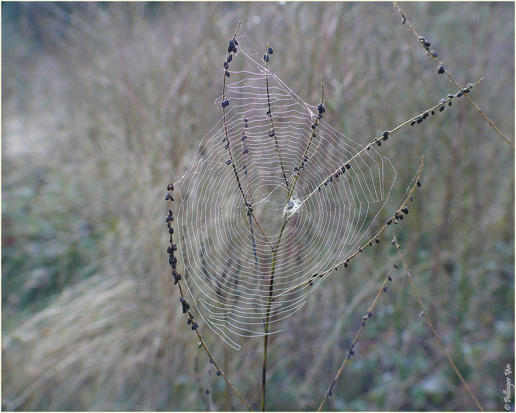 Pfynwald 21.09.2013