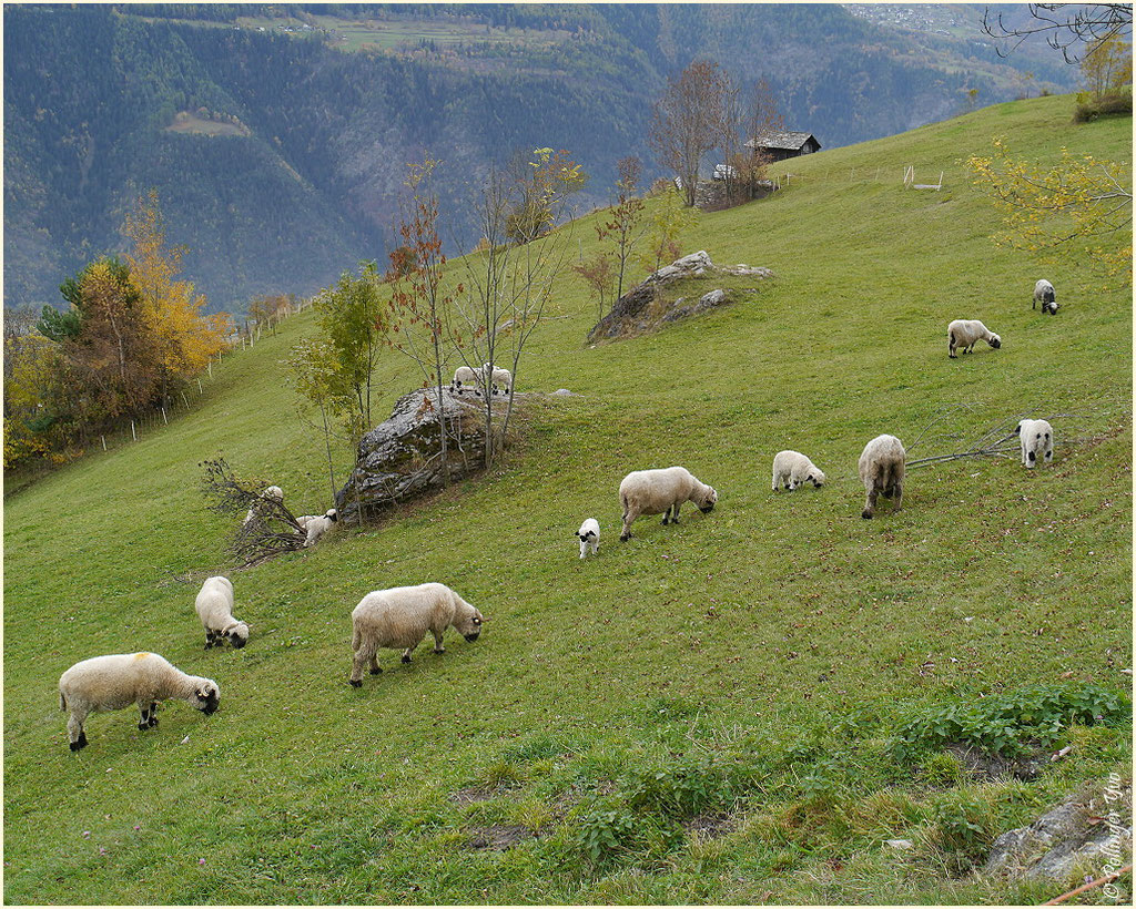 Ausserberg 01.11.2013