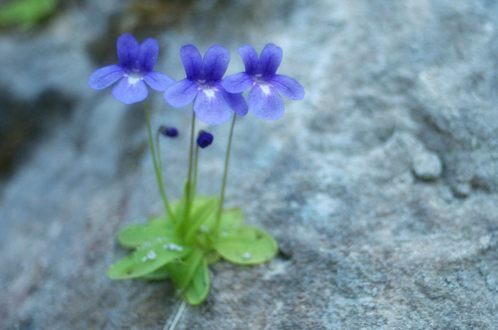 Se perfectionner en botanique : la Grassette des Causses est une plante carnivore rare