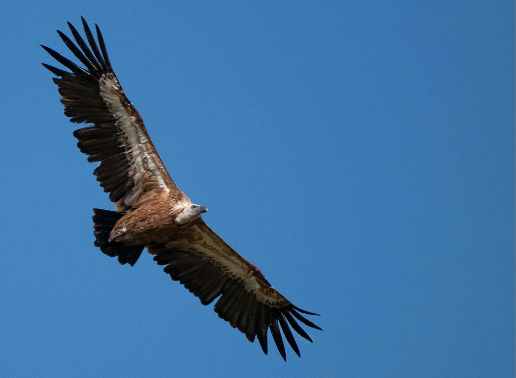 Déployer ses ailes toujours plus haut