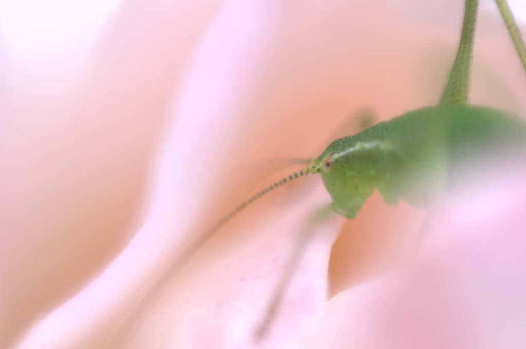 Identifier les insectes. Sur un pétale de rose, une jeune sauterelle mais laquelle ?