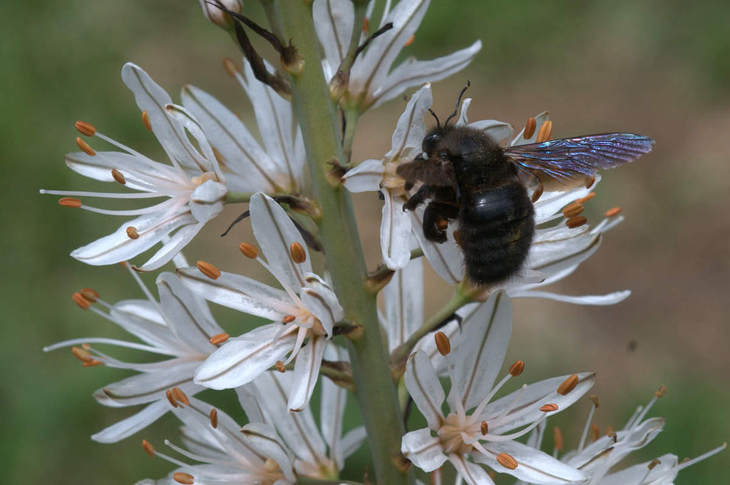 Questionner : quel est ce gros insectes ? Ici, une abeille charpentière