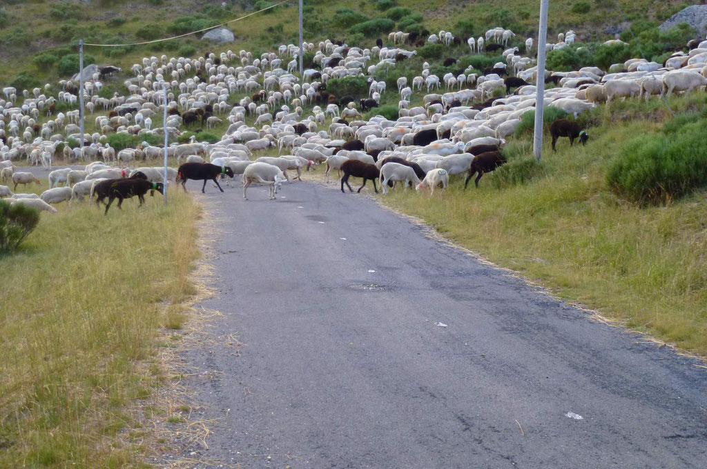 Suivre les transhumances des troupeaux de brebis juqu'au Mont lozère