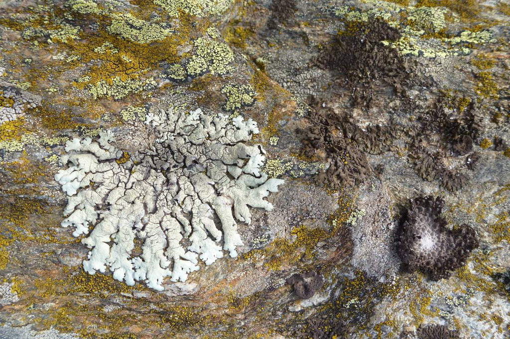 Admirer les lichens aux multiples formes, symboles de la pureté de l'air