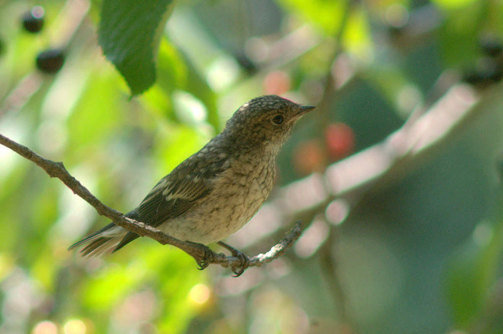 Observer les oiseaux, discrètement - Gobe mouche noir juvénil, une rareté