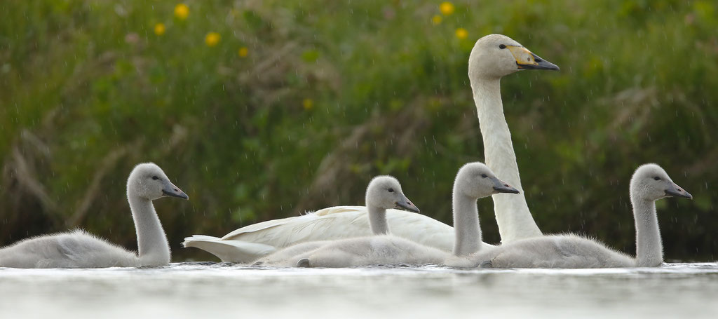 Singschwan (Cygnus cygnus)