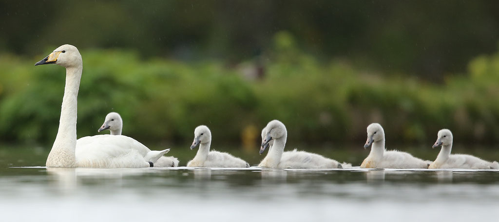 Singschwan (Cygnus cygnus)