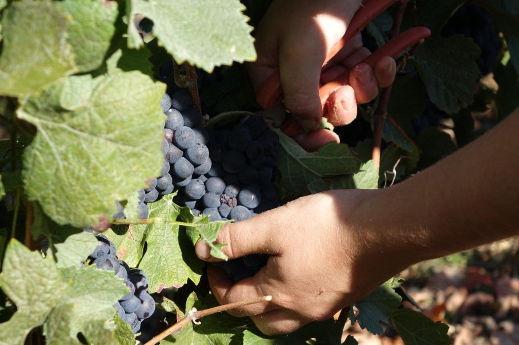 ... pour soustraire aux ceps, les grappes de meunier.