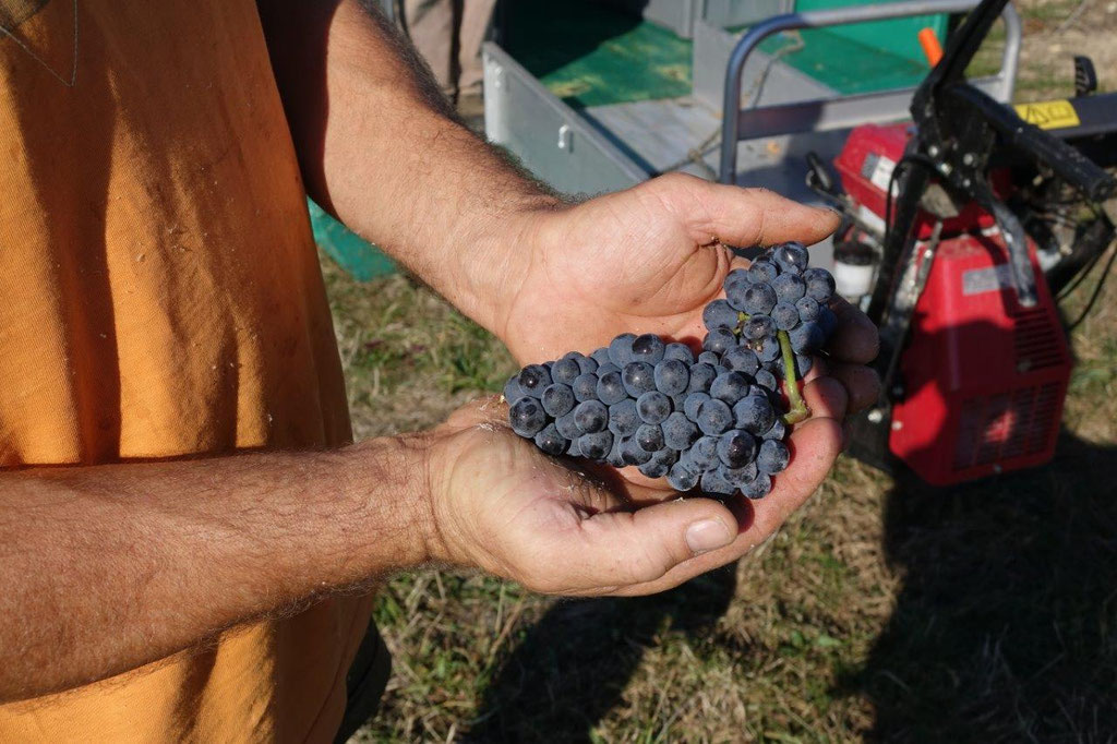 Le pinot meunier est goûteux.