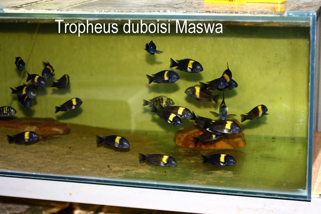 Tropheus duboisi Maswa 