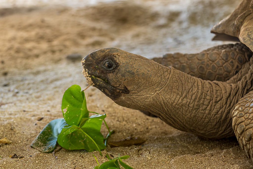 Hank, die Riesenschildkröte auf Cousin Island.