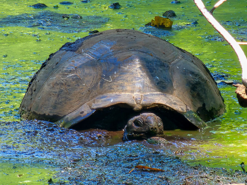 Riesenschildkröte im Sumpf auf Cousin Island bei Praslin, Seychellen