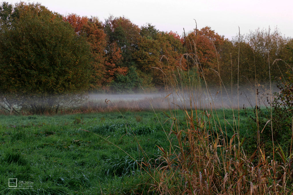 Mist in een weide met op de achtergrond een bomenrij.