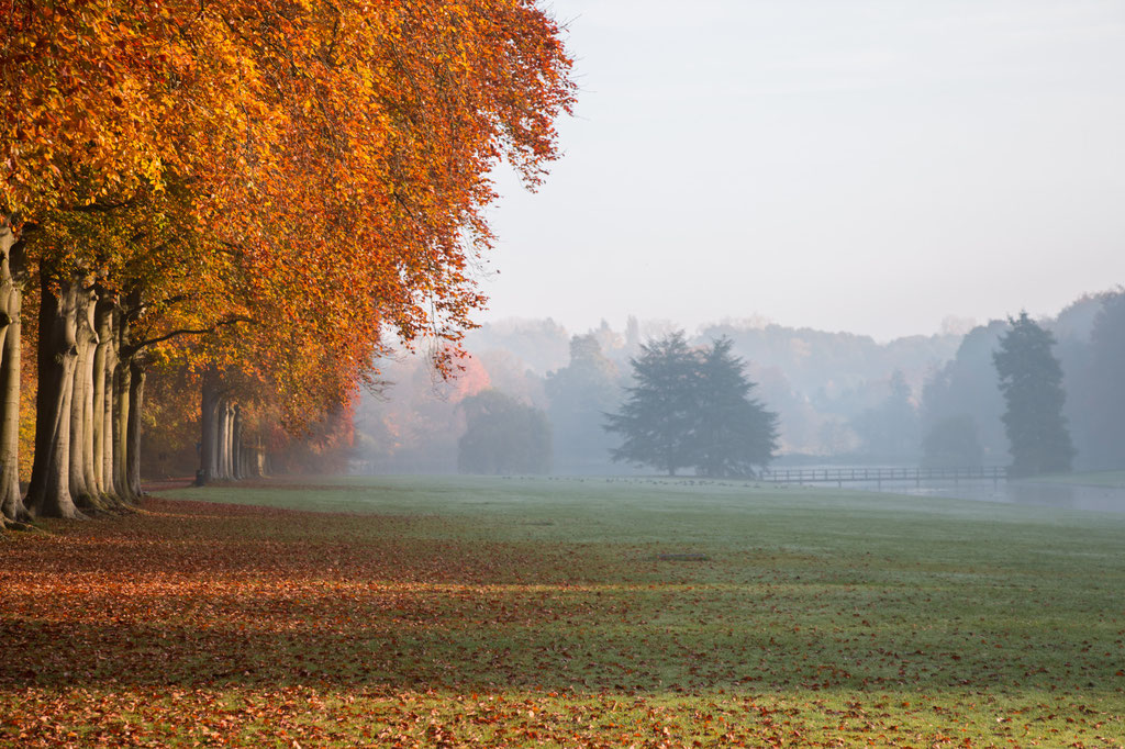 Herfstlandschap met links een bomenrij met koperen bladkleuren.