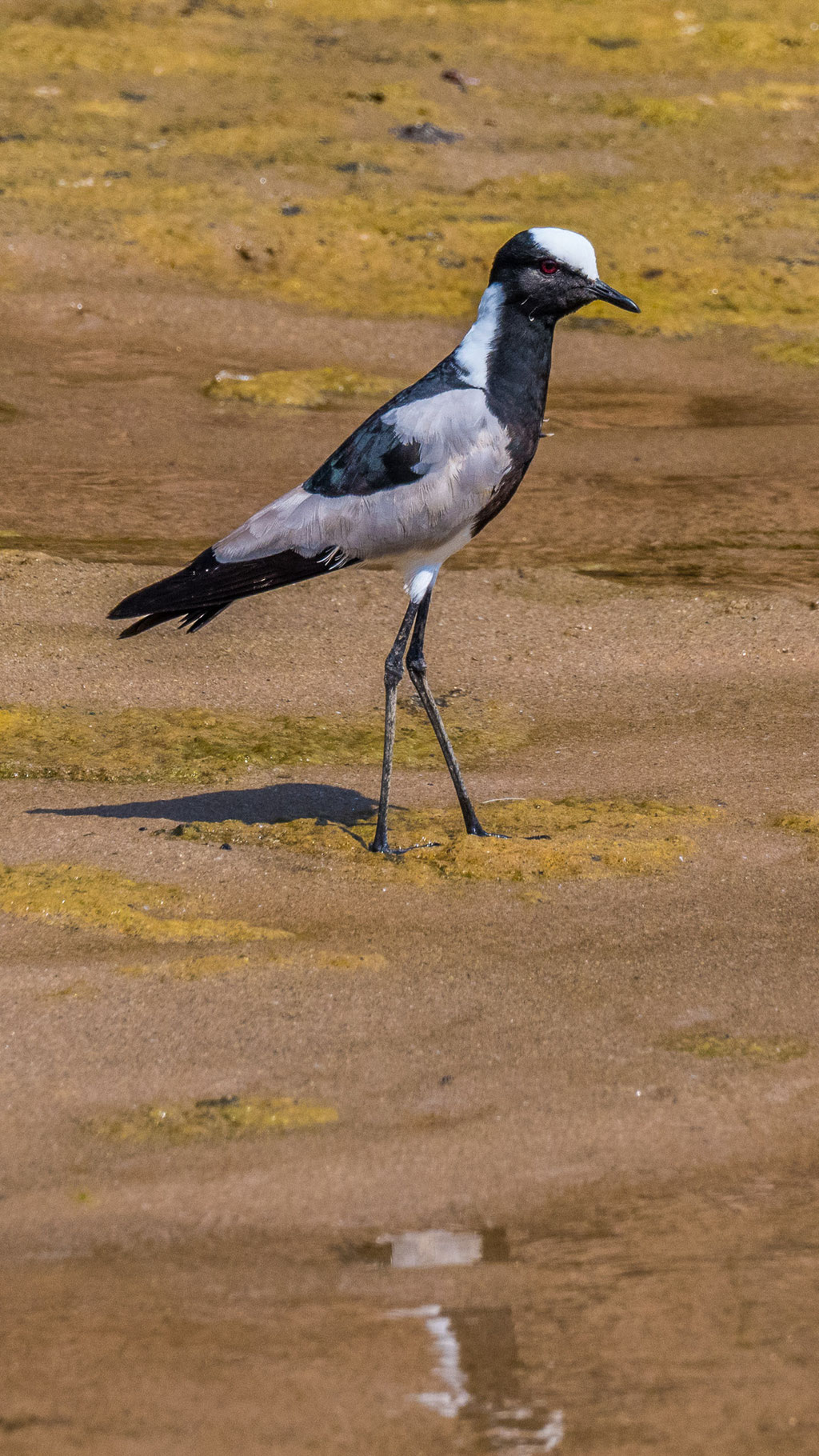 Schmiedekibitz (Vanellus armatus)