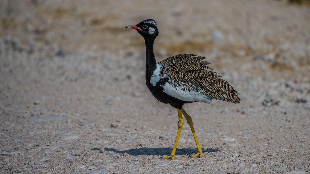 Gackeltrappe (Afrotis afra)