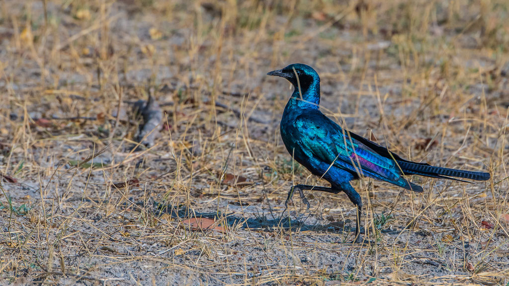 Riesenglanzstar (Lamprotornis australis)