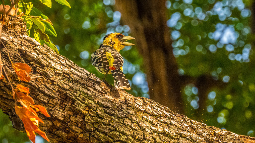 Haubenbartvogel