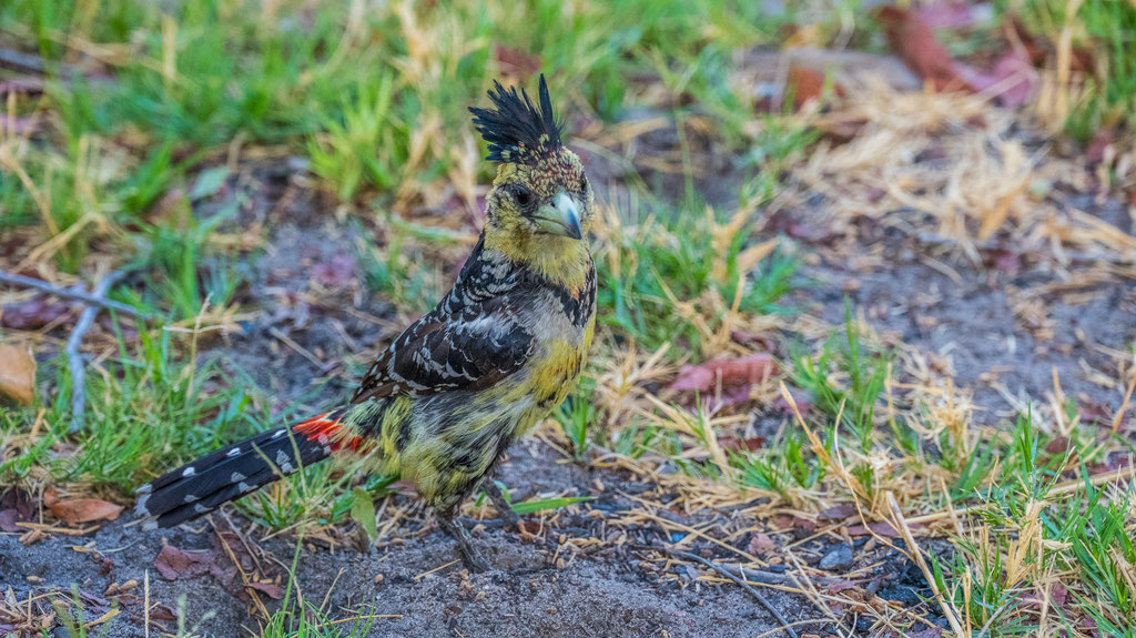 Haubenbartvogel