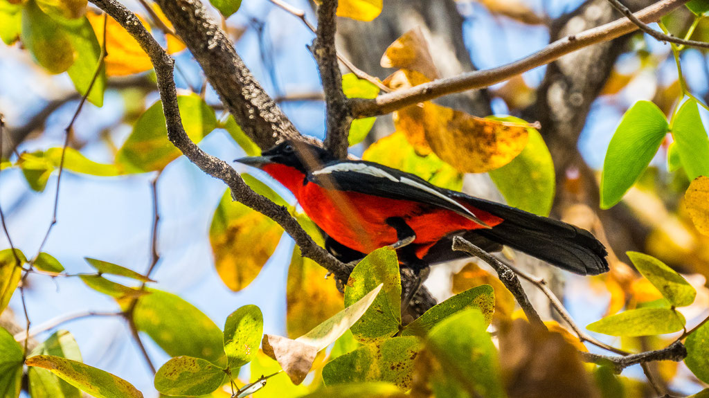 Rotbauchwürger (Laniarius astrococcineus)