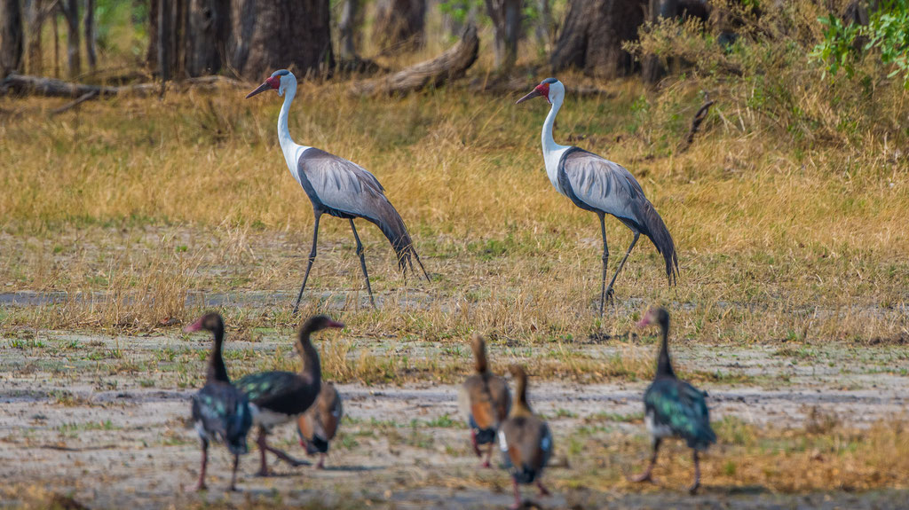 Klunkerkranich (Grus carunculatus)