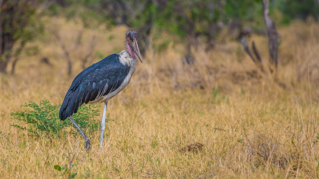 Marabu