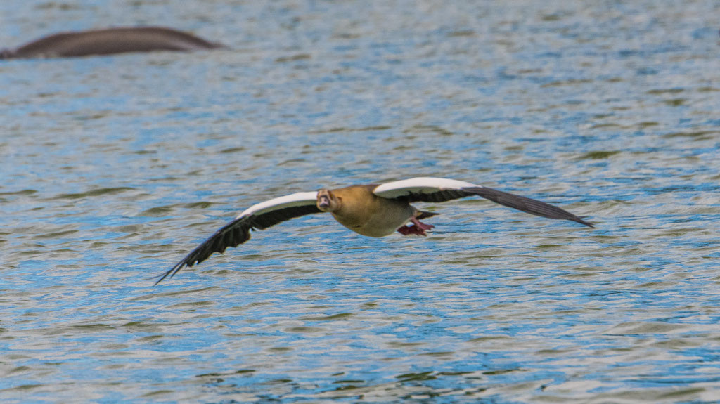 Nilgans
