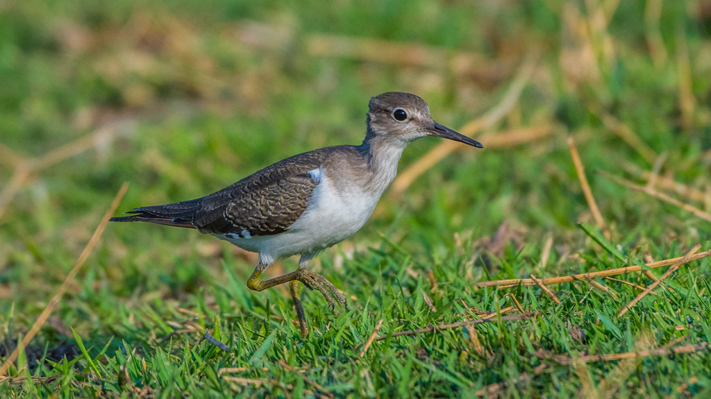 Flussuferläufer (Actitis hypoleucos)